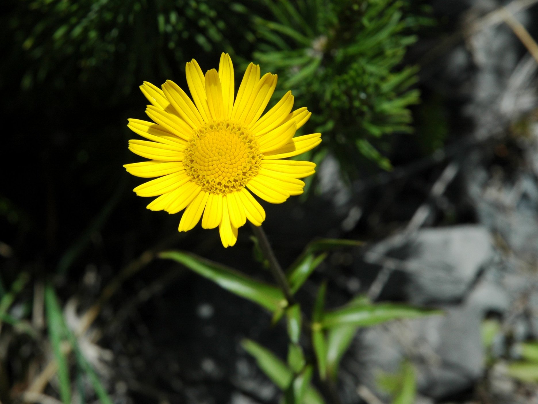 Inula salicina? No, Buphthalmum salicifolium